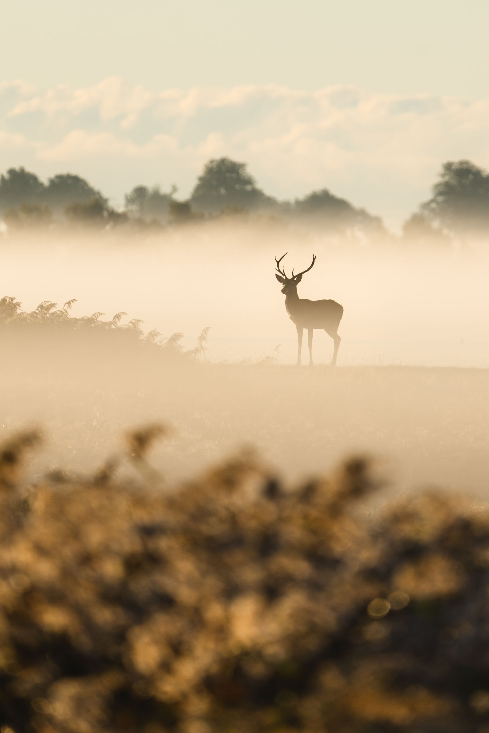 Ein einsames Reh mit Geweih steht bei Sonnenaufgang auf einem nebligen Feld, im Hintergrund sind verschwommene Bäume zu sehen – eine bezaubernde Szene aus dem Nationalpark Vorpommersche Boddenlandschaft.