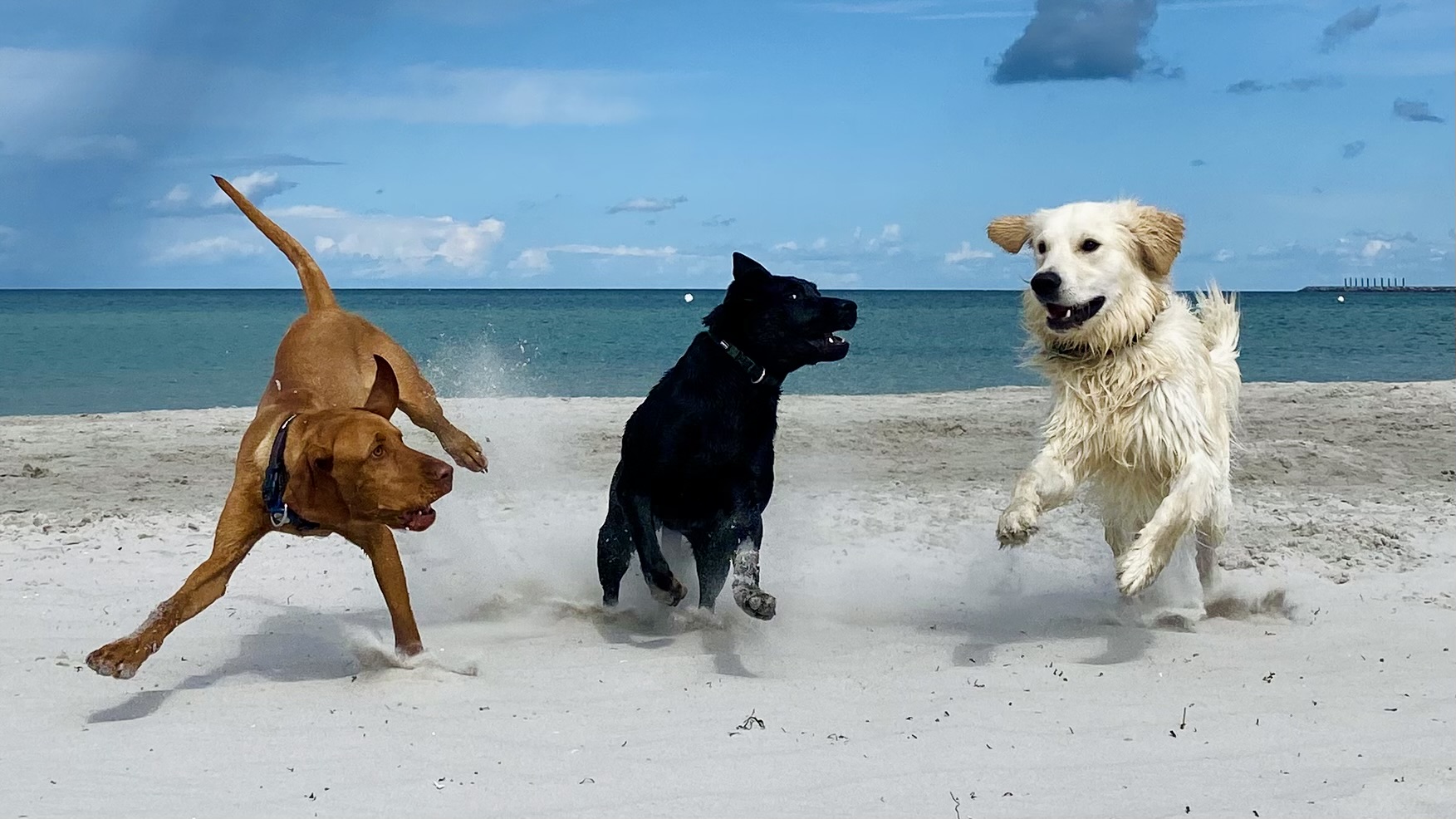 Drei Hunde rennen und spielen vergnügt an einem Sandstrand mit dem Meer und dem blauen Himmel im Hintergrund - die perfekten Momente für einen Campingurlaub mit Hund auf dem Darß an der Ostsee.
