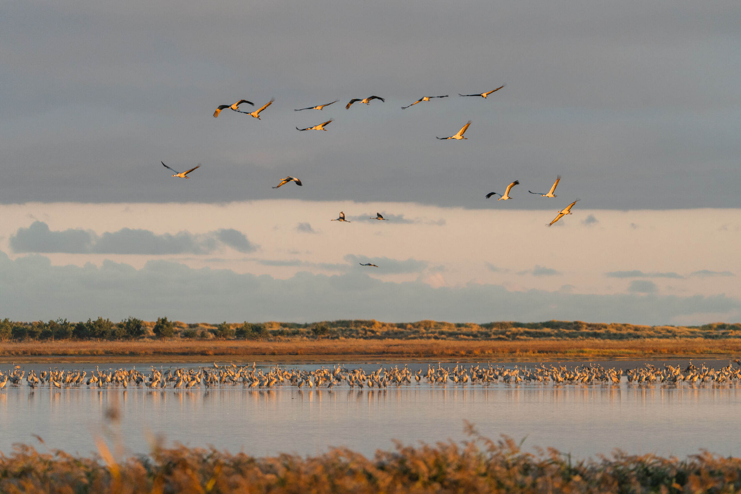 Ein Vogelschwarm fliegt über einen ruhigen See im Nationalpark Vorpommersche Boddenlandschaft, im Hintergrund sind weitere Vögel auf dem Wasser und auf einer grasbewachsenen Fläche zu sehen.