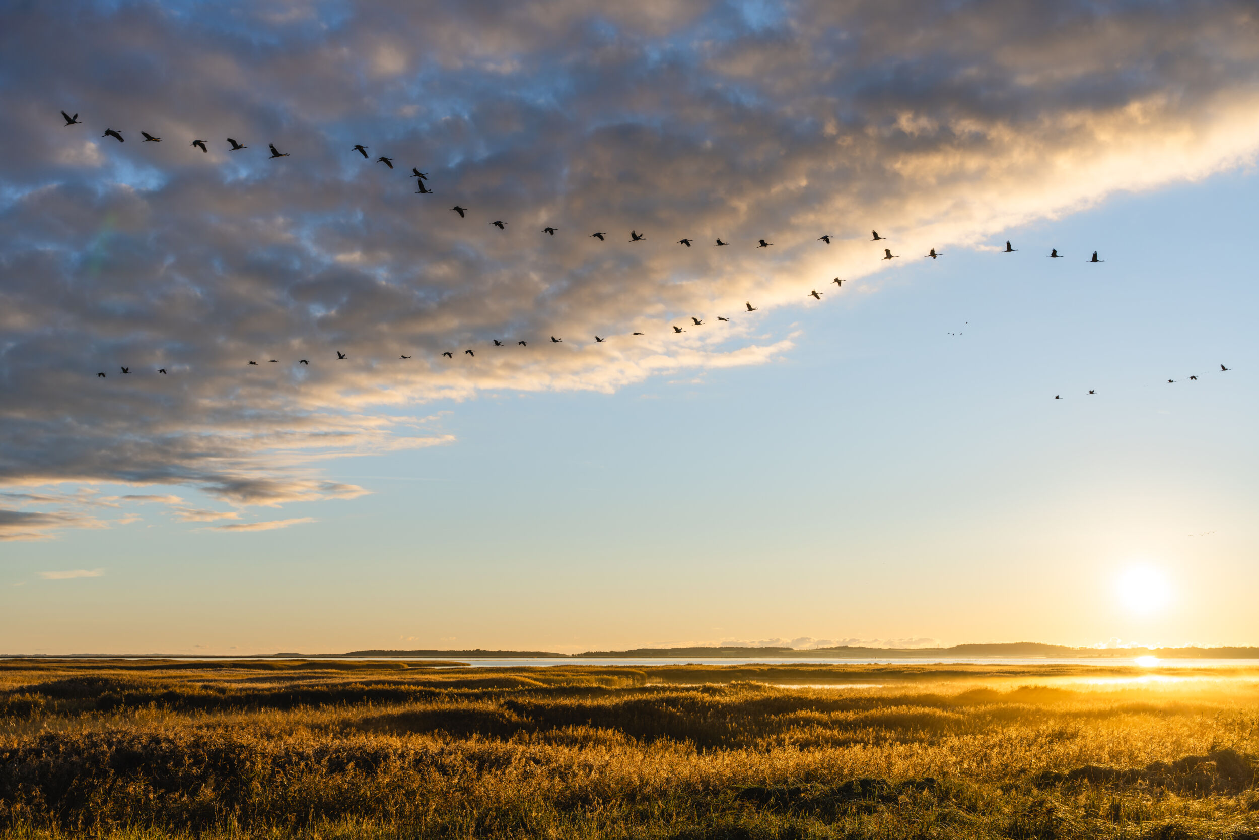 Ein Vogelschwarm fliegt bei Sonnenaufgang in V-Formation über eine Wiese, während am Himmel Wolken zu sehen sind – ein Bild, das die ruhige Schönheit des „Herbstzaubers“ auf dem Darß einfängt.