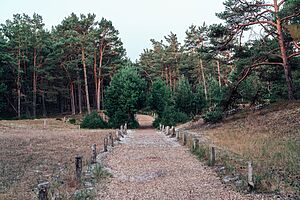 Mit Holzpfosten gesäumter Schotterweg, der in einen dichten, grünen Wald unter klarem Himmel führt – perfekt für Camping auf dem Darß.